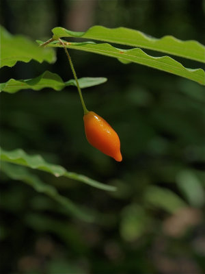 Prosartes lanuginosa (Fairy-Bells)