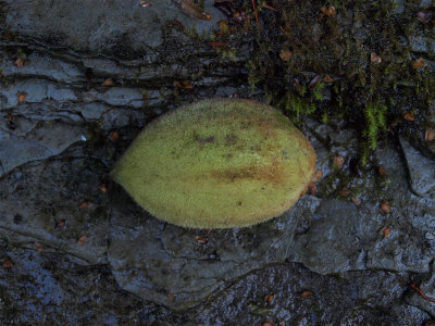 Juglans cinerea (Butternut)