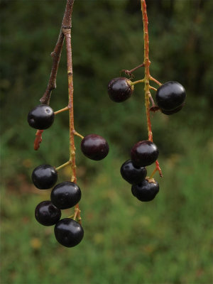 Prunus serotina (Black Cherry)