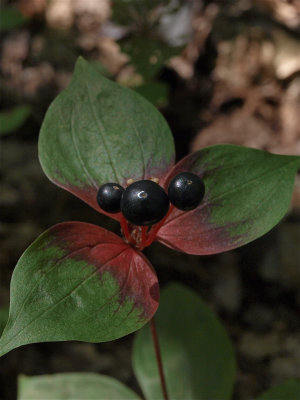 Medeola virginiana (Indian Cucumber-Root)