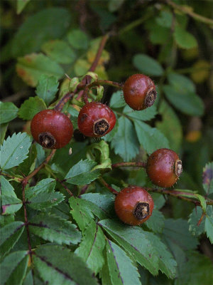 Rosa carolina (Carolina Rose)
