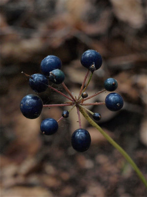 Clintonia umbellulata (White Clintonia)