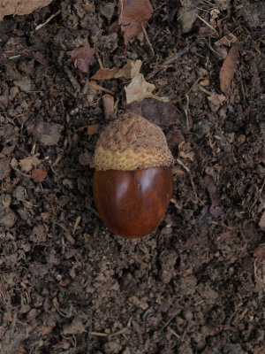 Quercus montana (Chestnut Oak)