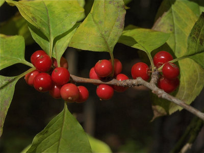 Ilex montana (Mountain Winterberry)