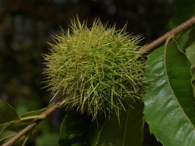 Castanea dentata (American Chestnut)