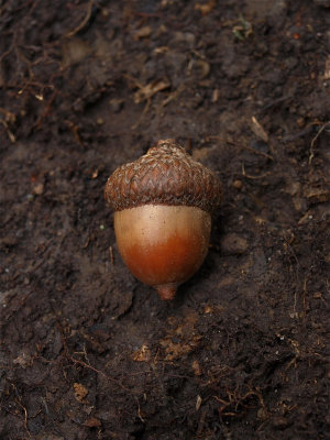 Quercus rubra (Red Oak)