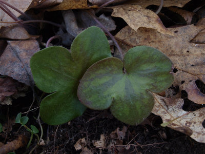 Anemone americana (Round-Lobed Hepatica)