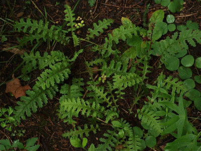 Pedicularis canadensis (Wood Betony)
