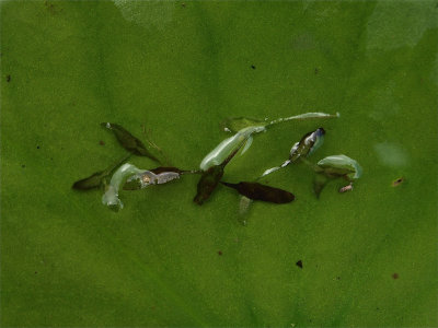 Lemna trisulca (Forked Duckweed)