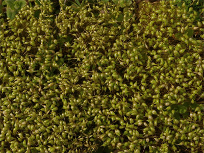 Funaria hygrometrica (Bonfire Moss)