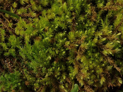 Aulacomnium palustre (Ribbed Bog Moss)
