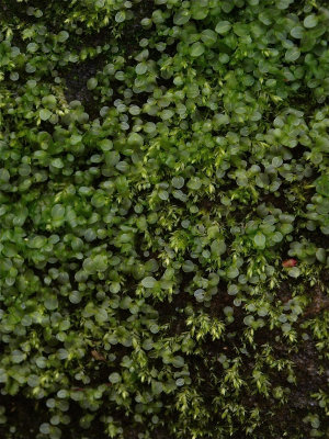 Rhizomnium punctatum (Red Penny Moss)
