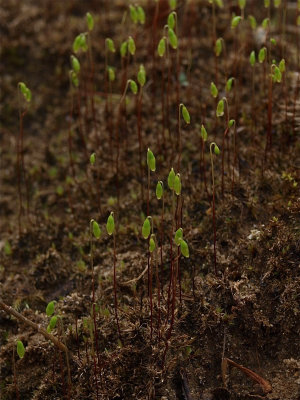 Bryum creberrimum (Scarlet Stalk Moss)