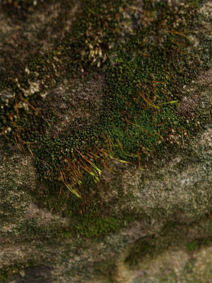 Tortula muralis (Wall Screw Moss)