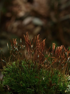 Tetraphis pellucida (Four-Tooth Moss)