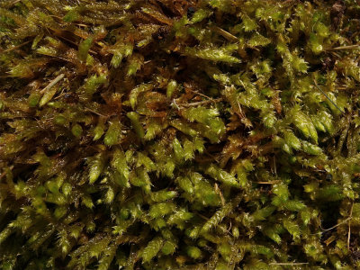 Brachythecium campestre (Common Foxtail Moss) - Moist Plants