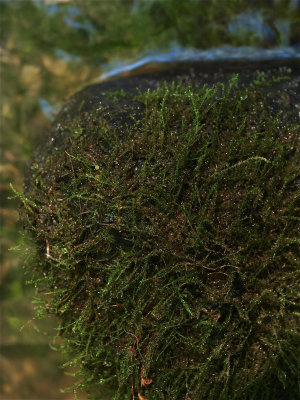 Hygroamblystegium varium (Tangled Thread Moss) - Moist Plants