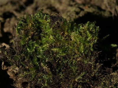Plagiothecium laetum (Pressed Silk Moss)