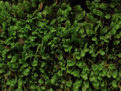 Fissidens species (Pocket Moss)