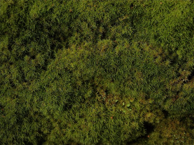 Dicranum montanum (Crispy Broom Moss)