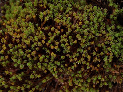 Polytrichum strictum (Bog Haircap Moss)
