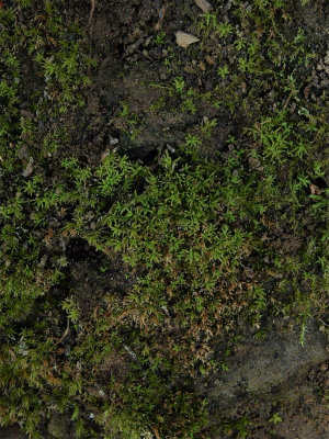 Weissia controversa (Pigtail Moss)