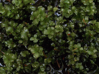 Rhizomnium appalachianum (Appalachian Penny Moss)
