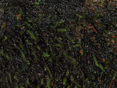 Platylomella lescurii (Bordered Brook Moss)