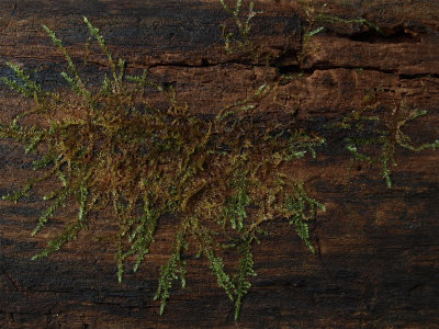 Platygyrium repens (Oil Spill Moss)