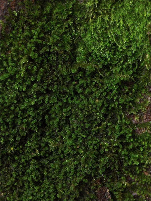 Platygyrium repens (Oil Spill Moss) - Microphyllous Branchlets