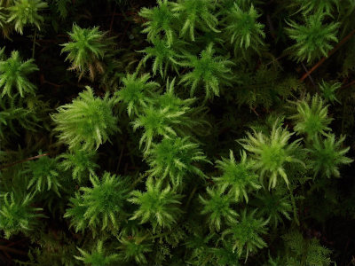 Sphagnum squarrosum (Spiky Peat Moss)