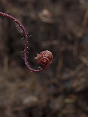 Adiantum pedatum (Maidenhair Fern) - Fiddlehead