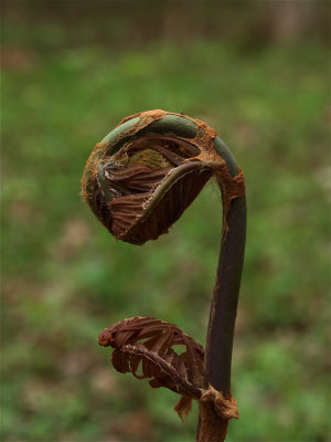 Osmunda regalis (Royal Fern) - Fiddlehead