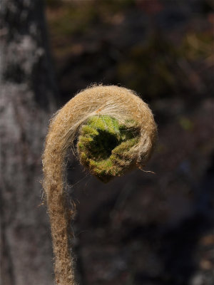 Osmunda cinnamomea (Cinnamon Fern) - Fiddlehead
