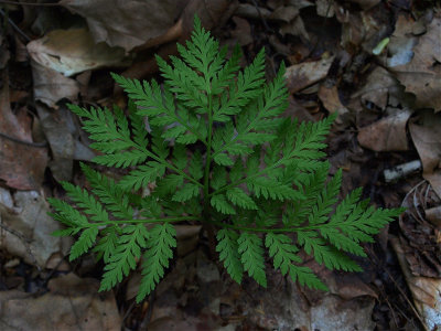 Botrychium virginianum (Rattlesnake Fern)