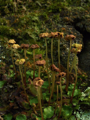 Marchantia quadrata (Mushroom-Head Liverwort)