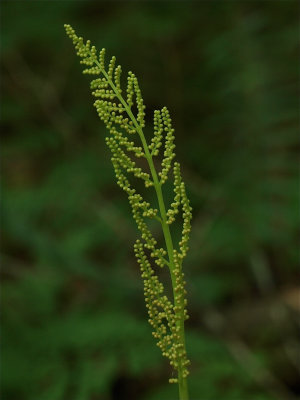 Botrychium virginianum (Rattlesnake Fern) - Spore Cases