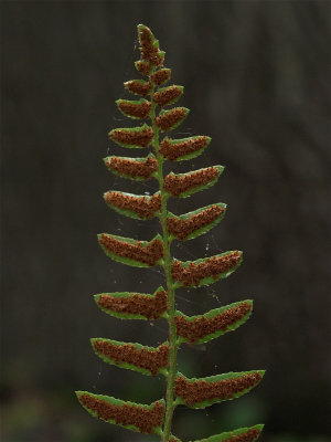 Polystichum acrostichoides (Christmas Fern) - Fruitdots