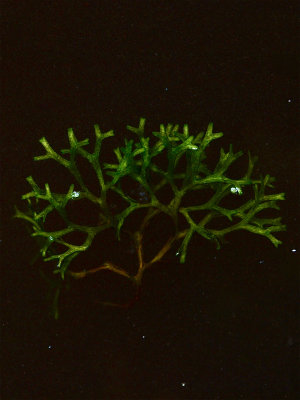 Riccia fluitans (Floating Crystalwort)