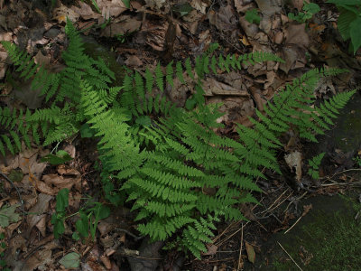 Cystoperis bulbifera (Bulblet Fern)