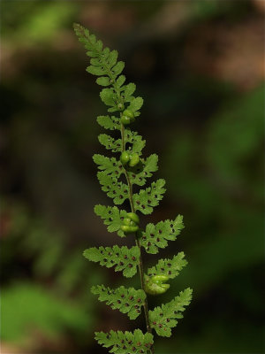 Cystoperis bulbifera (Bulblet Fern) - Bulblets and Fruitdots