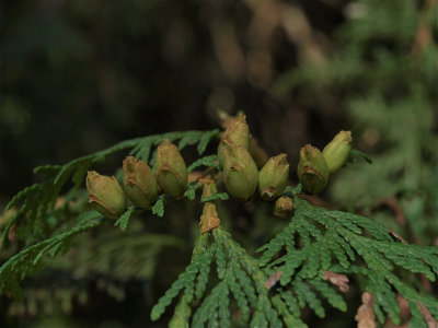 Thuja occidentalis (Northern White Cedar)