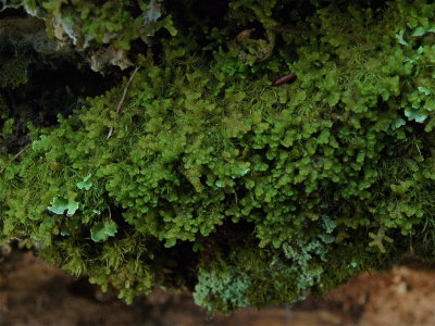 Ptilidium pulcherrimum (Tree Fringewort)