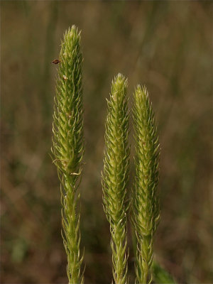 Lycopodiella species (Bog Clubmoss)