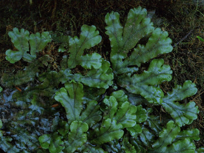 Marchantia polymorpha (Common Liverwort)