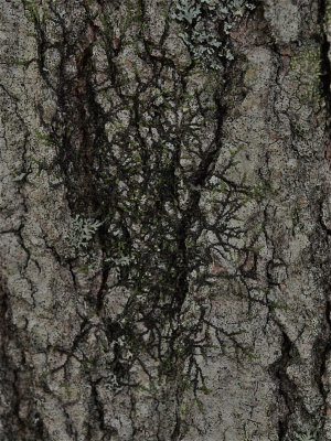 Frullania eboracensis (New York Scalewort)