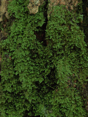 Radula complanata (Flat-Leaved Scalewort)