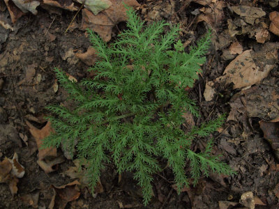 Botrychium dissectum (Cut-Leaved Grape Fern) - Lacy Form