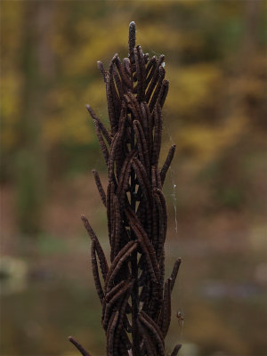 Matteuccia struthiopteris (Ostrich Fern) - Spore Cases