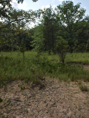Dry Limestone Prairie and Barrens